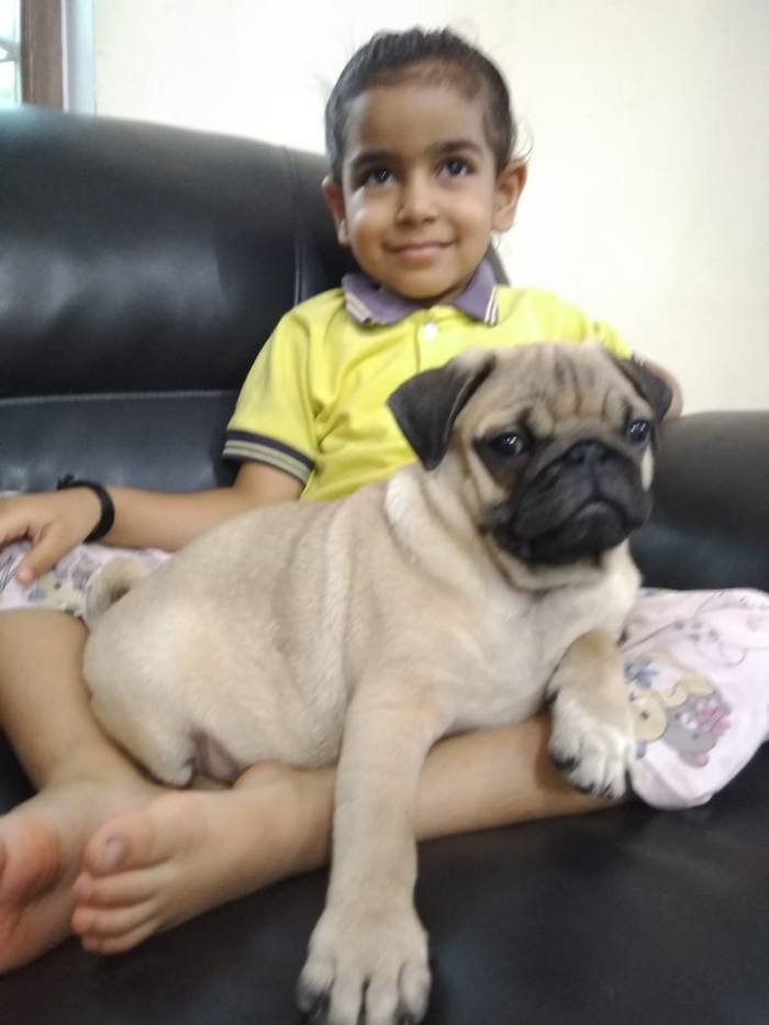 DogsIndia.com - Pug - Anirudh