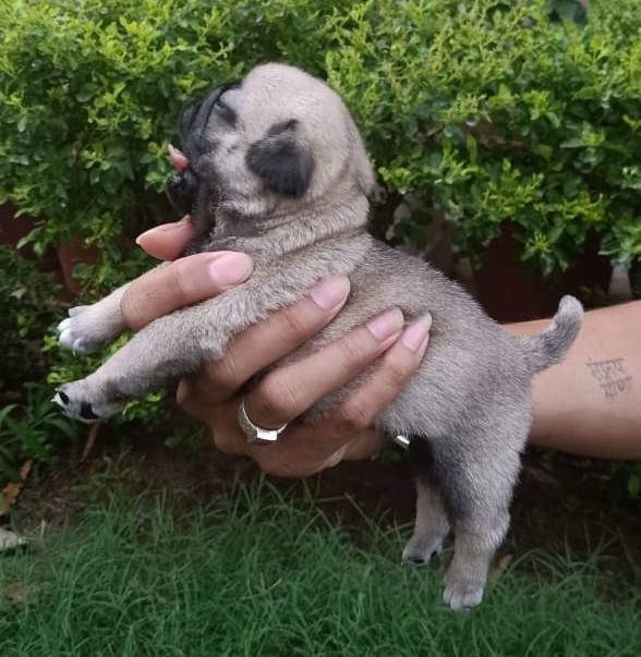 DogsIndia.com - Pug - Anirudh