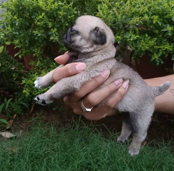 DogsIndia.com - Pug - Anirudh