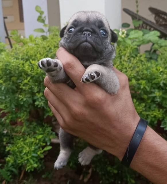 DogsIndia.com - Pug - Anirudh