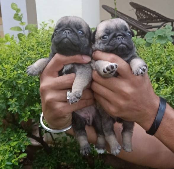 DogsIndia.com - Pug - Anirudh