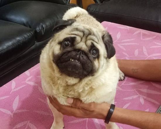 DogsIndia.com - Pug - Anirudh