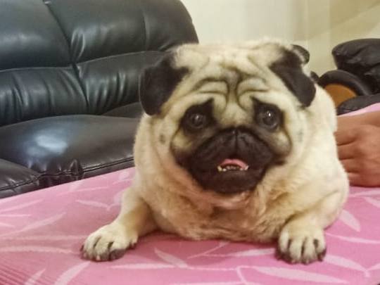 DogsIndia.com - Pug - Anirudh