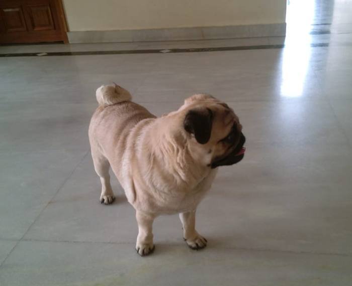 DogsIndia.com - Pug - Anirudh
