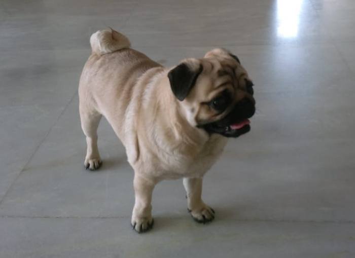 DogsIndia.com - Pug - Anirudh