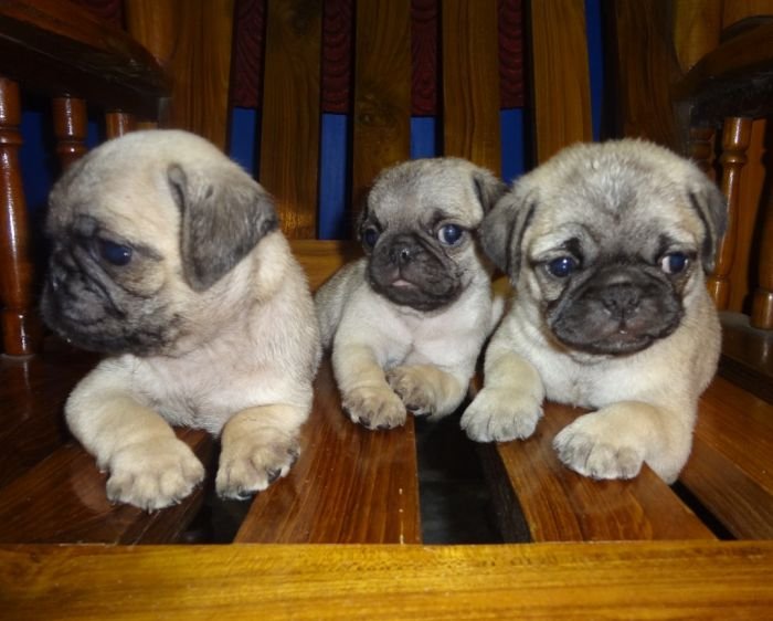 DogsIndia.com - Pug - Surender/Vishnu