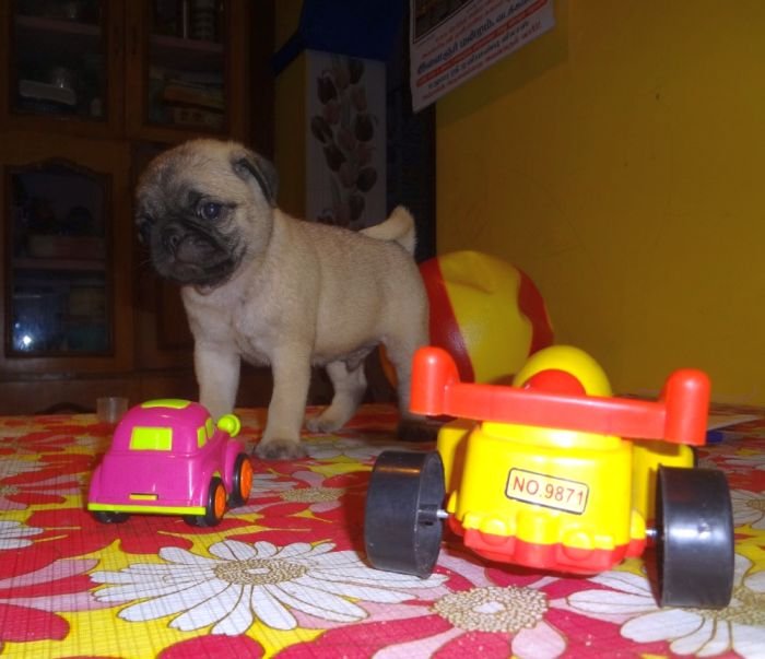 DogsIndia.com - Pug - Surender/Vishnu