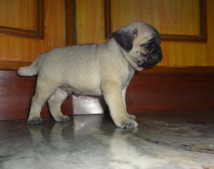DogsIndia.com - Pug - Surender/Vishnu