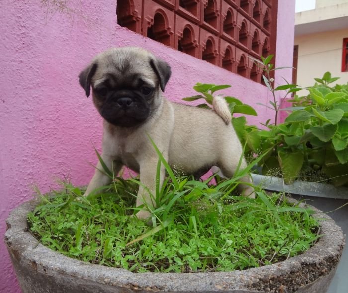 DogsIndia.com - Pug - Surender/Vishnu