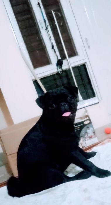 DogsIndia.com  Pug  Suresh