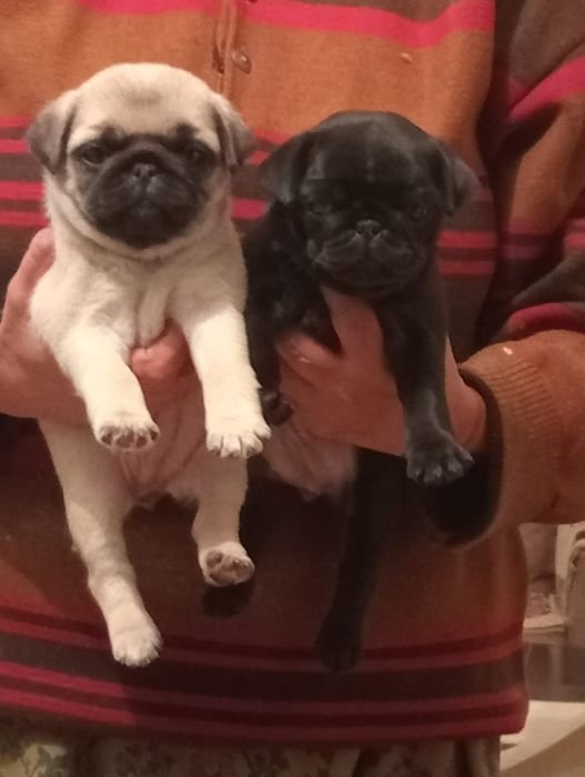 DogsIndia.com  Pug  Suresh