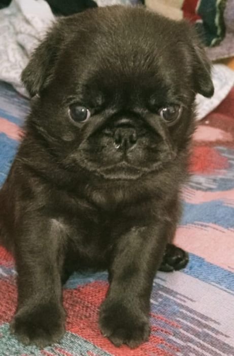 DogsIndia.com  Pug  Suresh