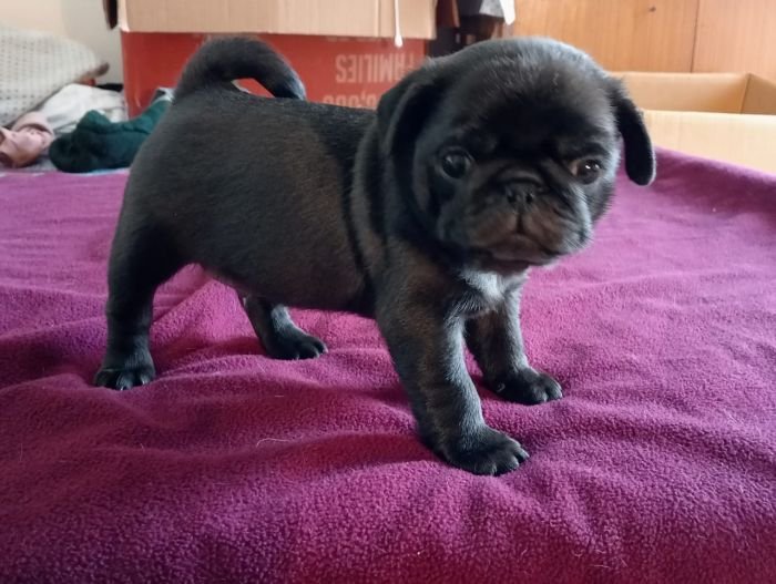 DogsIndia.com  Pug  Suresh