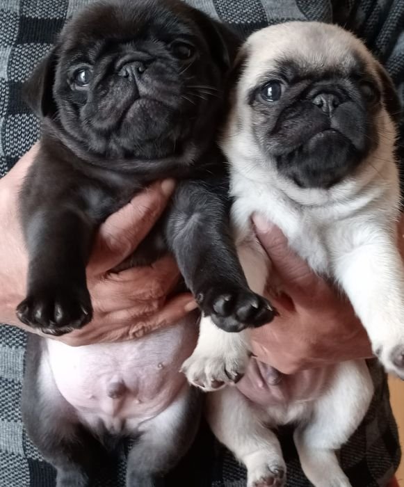DogsIndia.com  Pug  Suresh