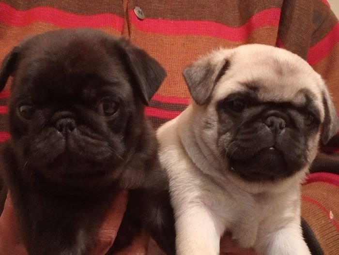 DogsIndia.com  Pug  Suresh