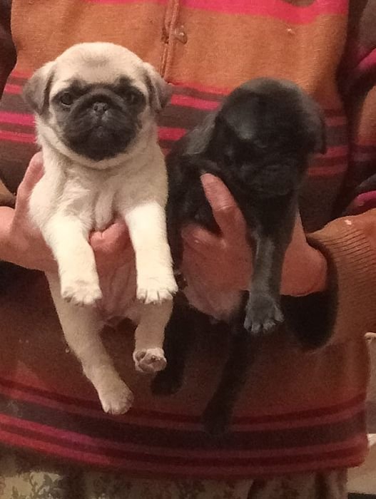 DogsIndia.com  Pug  Suresh