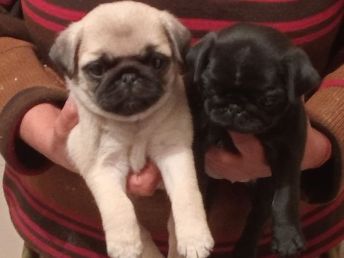 DogsIndia.com  Pug  Suresh