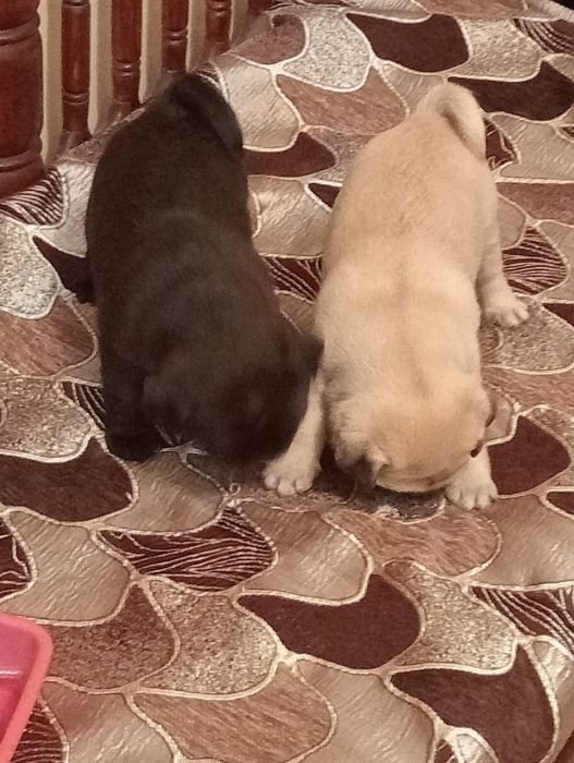 DogsIndia.com  Pug  Suresh