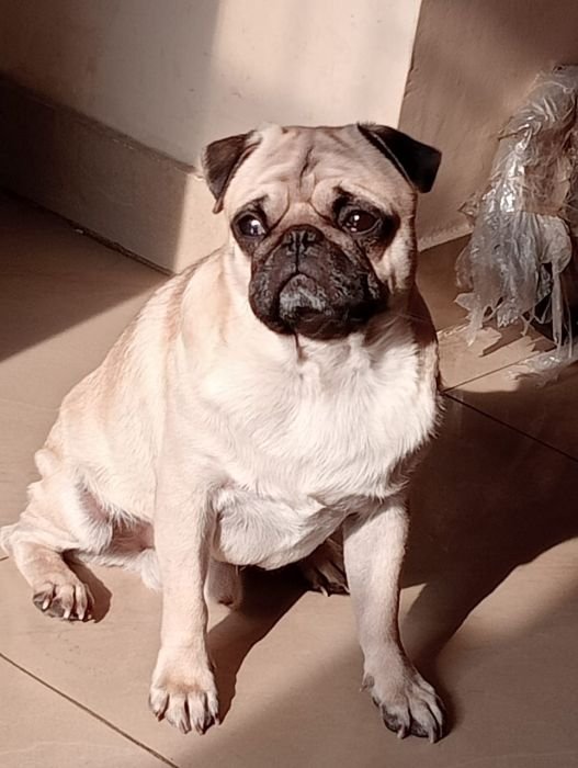 DogsIndia.com  Pug  Suresh
