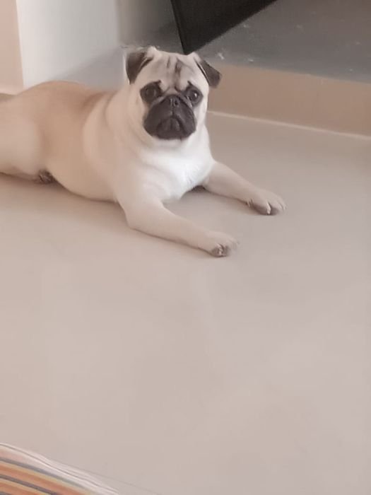 DogsIndia.com  Pug  Suresh