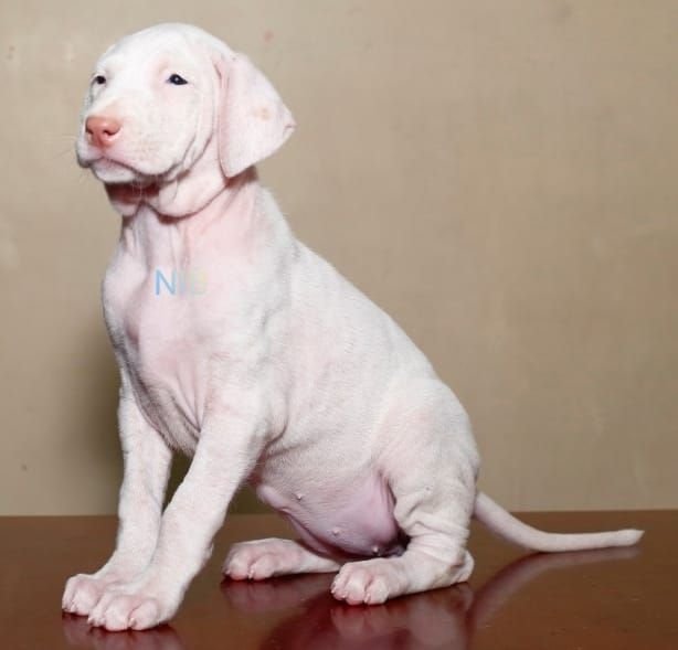 DogsIndia.com - Rajapalayam - Keerthi
