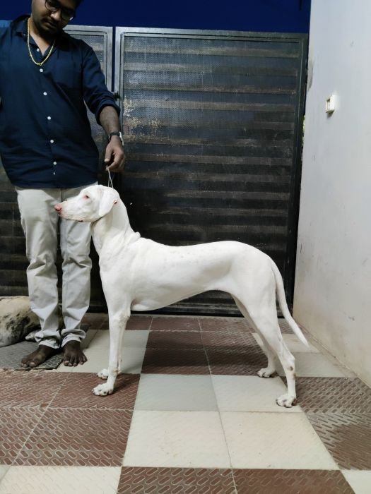 DogsIndia.com  Rajapalayam  Wings Of Desire