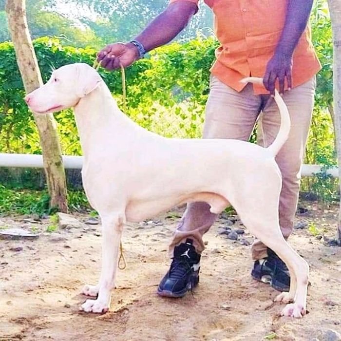 DogsIndia.com  Rajapalayam  Wings Of Desire