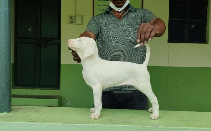 DogsIndia.com - Rajapalayam - MAG Kennels
