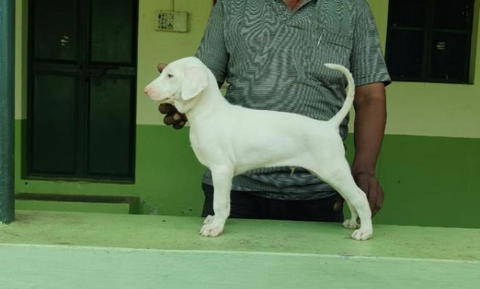 DogsIndia.com - Rajapalayam - MAG Kennels
