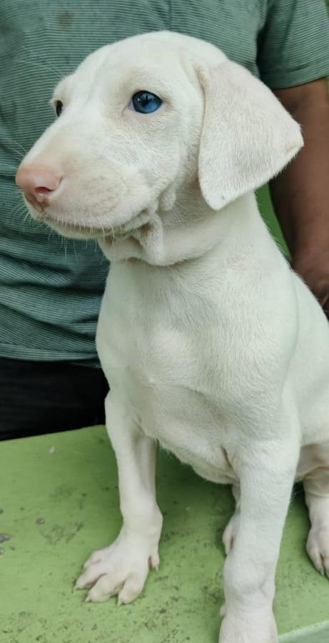 DogsIndia.com - Rajapalayam - MAG Kennels