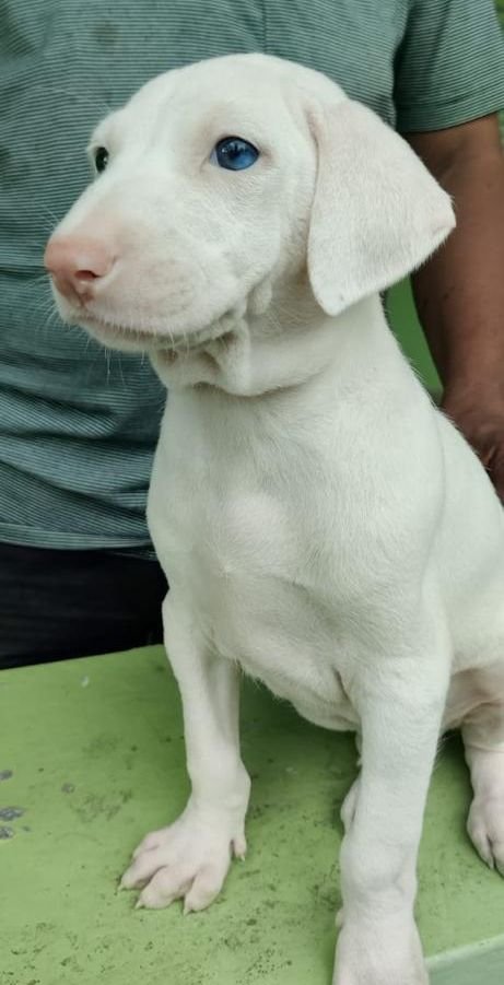 DogsIndia.com - Rajapalayam - MAG Kennels