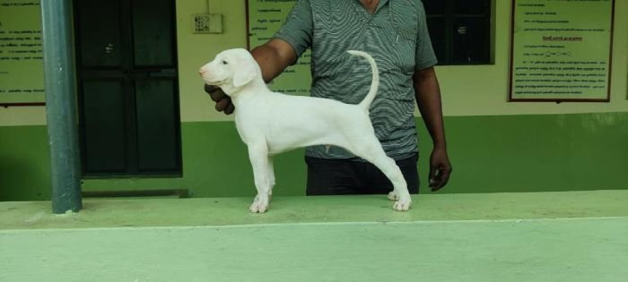 DogsIndia.com - Rajapalayam - MAG Kennels