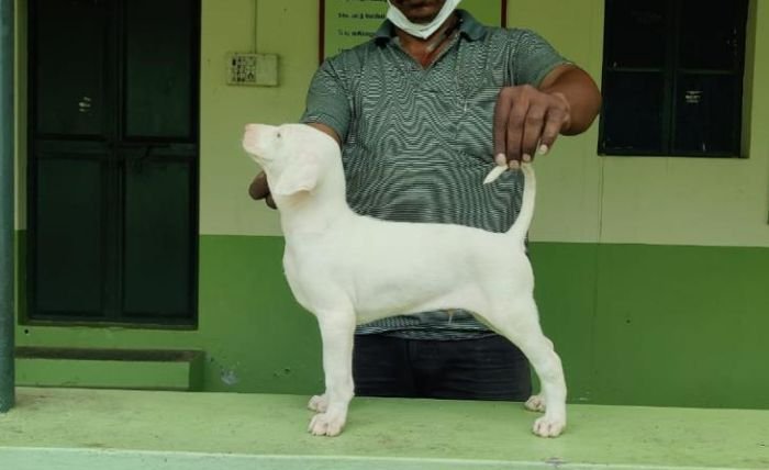 DogsIndia.com - Rajapalayam - MAG Kennels