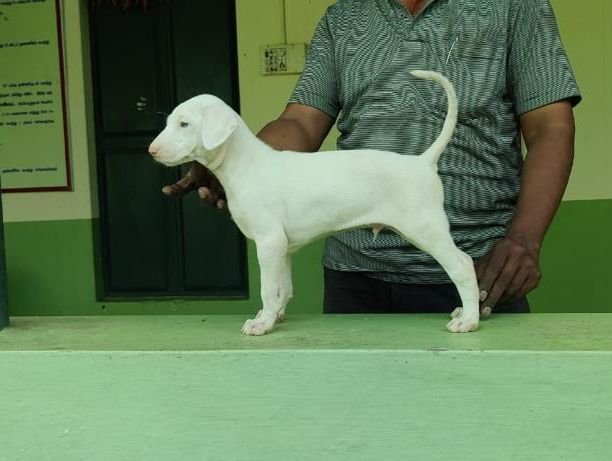 DogsIndia.com - Rajapalayam - MAG Kennels
