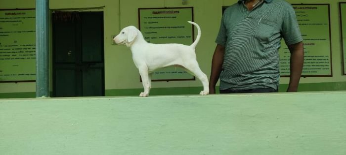 DogsIndia.com - Rajapalayam - MAG Kennels
