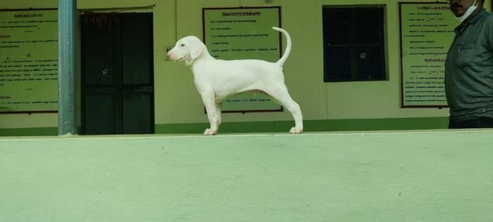DogsIndia.com - Rajapalayam - MAG Kennels