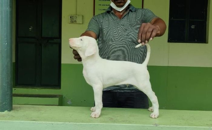 DogsIndia.com - Rajapalayam - MAG Kennels