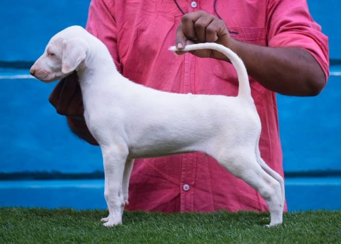 DogsIndia.com - Rajapalayam - Raghlin's - R.Vijayaraghavan