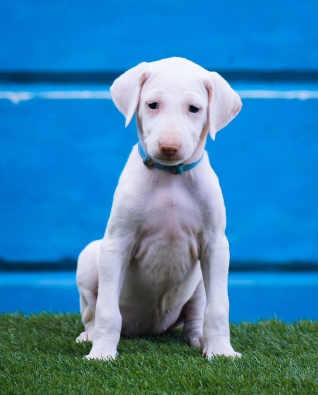 DogsIndia.com - Rajapalayam - Raghlin's - R.Vijayaraghavan