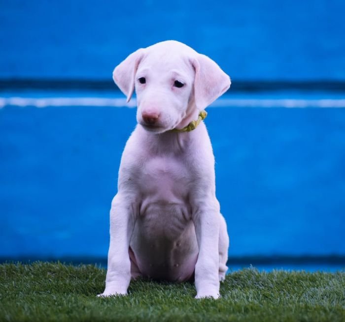 DogsIndia.com - Rajapalayam - Raghlin's - R.Vijayaraghavan