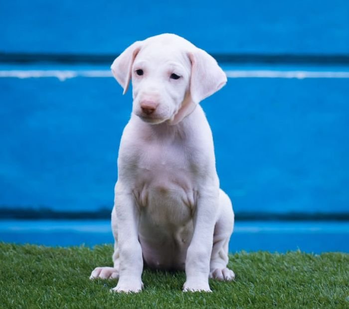 DogsIndia.com - Rajapalayam - Raghlin's - R.Vijayaraghavan