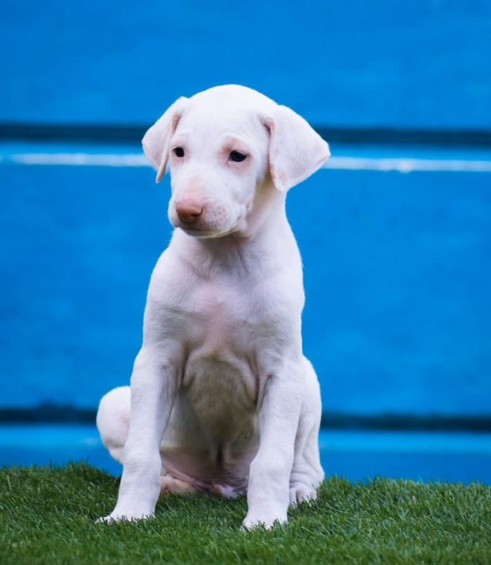 DogsIndia.com - Rajapalayam - Raghlin's - R.Vijayaraghavan