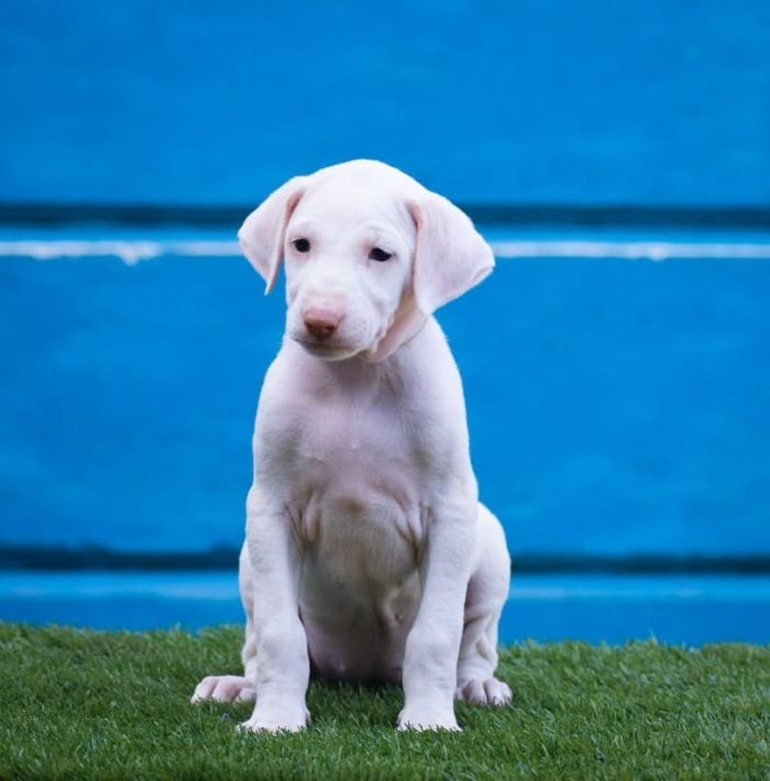 DogsIndia.com - Rajapalayam - Raghlin's - R.Vijayaraghavan