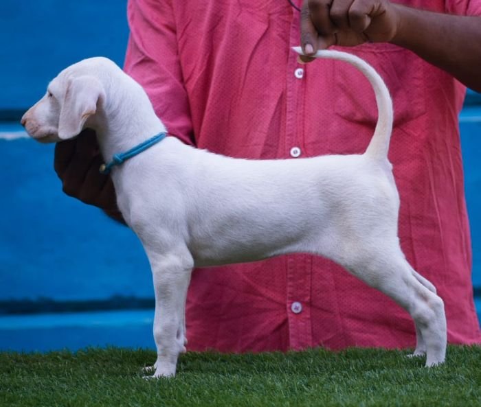DogsIndia.com - Rajapalayam - Raghlin's - R.Vijayaraghavan