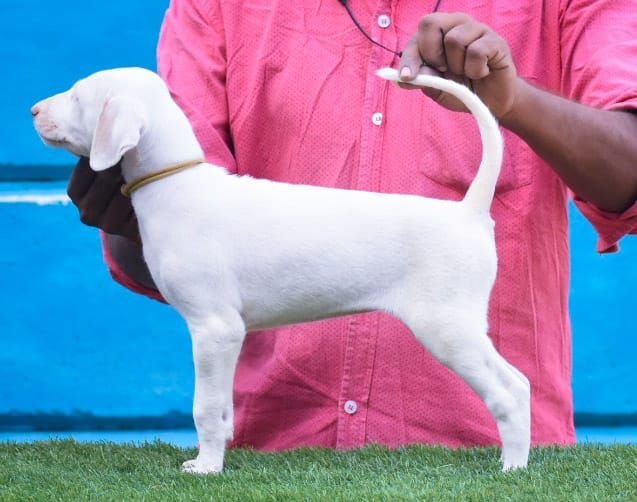 DogsIndia.com - Rajapalayam - Raghlin's - R.Vijayaraghavan