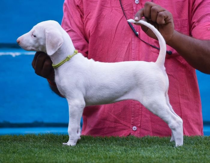 DogsIndia.com - Rajapalayam - Raghlin's - R.Vijayaraghavan