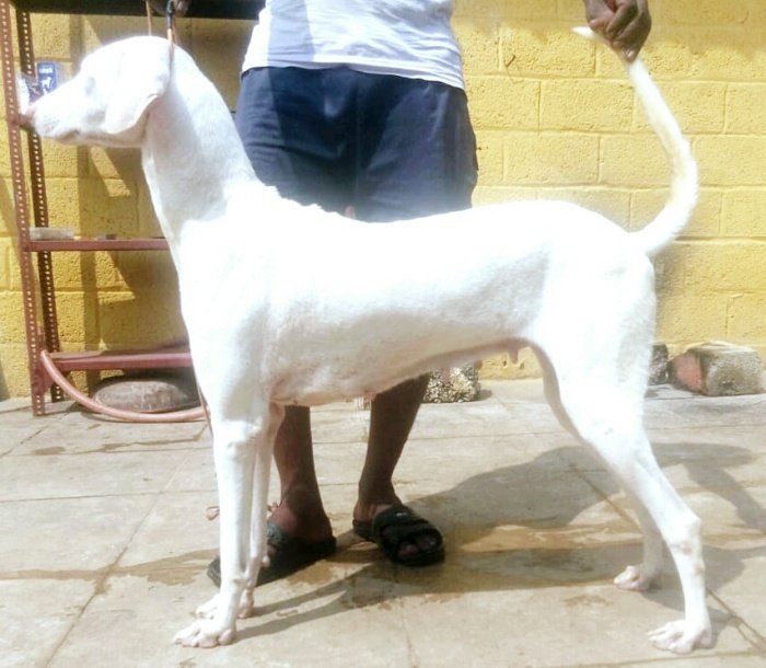 DogsIndia.com - Rajapalayam - Danelands Kennel (Rajan)