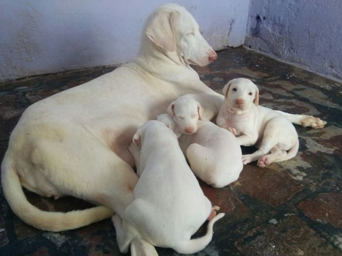DogsIndia.com - Rajapalayam - Danelands Kennel (Rajan)
