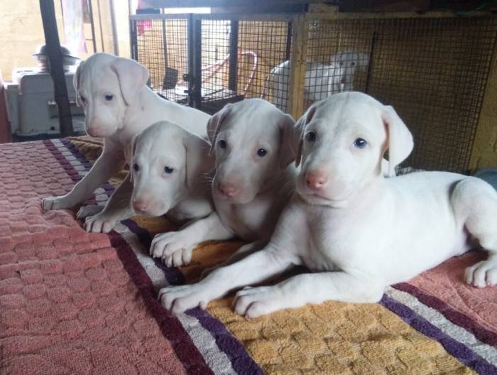 DogsIndia.com - Rajapalayam - Danelands Kennel (Rajan)
