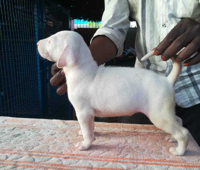 DogsIndia.com - Rajapalayam - Danelands Kennel (Rajan)
